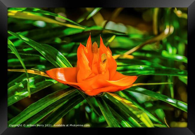 Colorful Orange Flowering Pandanus Flower Florida Framed Print by William Perry