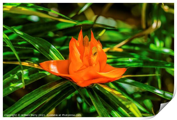 Colorful Orange Flowering Pandanus Flower Florida Print by William Perry