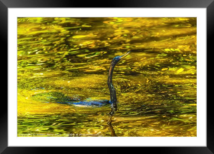 American Anhinga Darter SwimmingWater Bird  Framed Mounted Print by William Perry
