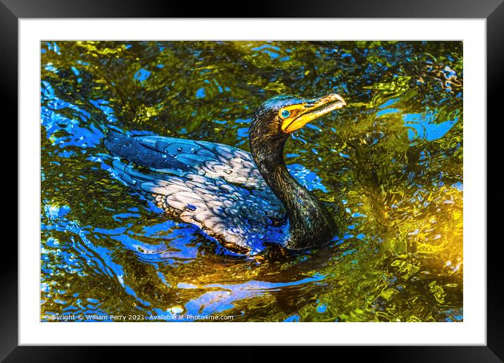 Double Crested Cormorant Swimming Florida Framed Mounted Print by William Perry