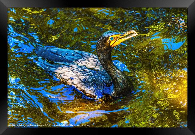 Double Crested Cormorant Swimming Florida Framed Print by William Perry