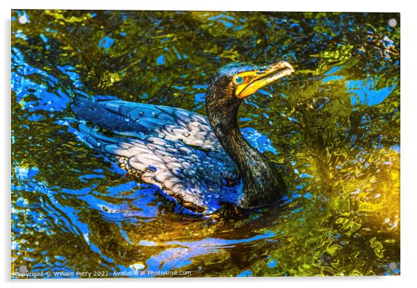 Double Crested Cormorant Swimming Florida Acrylic by William Perry