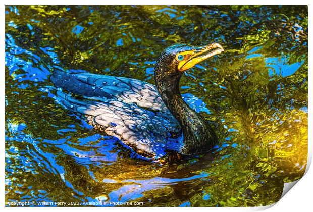 Double Crested Cormorant Swimming Florida Print by William Perry