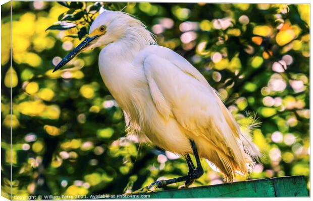 White Snowy Egret Florida Canvas Print by William Perry