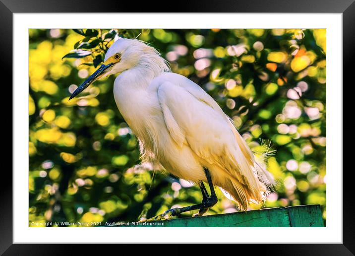 White Snowy Egret Florida Framed Mounted Print by William Perry