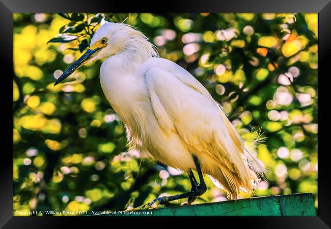 White Snowy Egret Florida Framed Print by William Perry