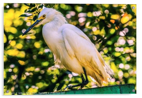 White Snowy Egret Florida Acrylic by William Perry