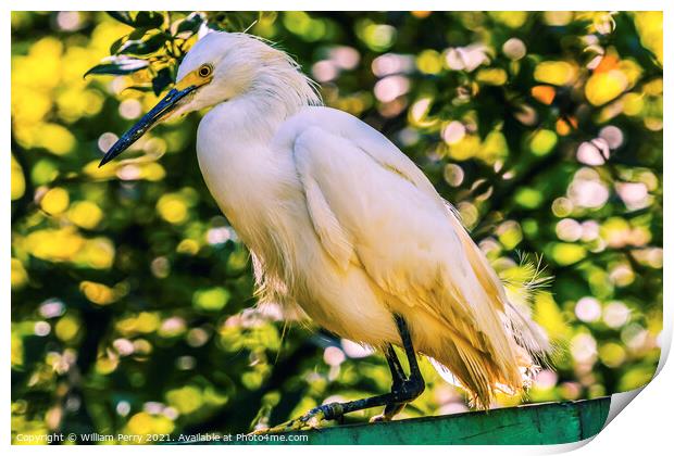 White Snowy Egret Florida Print by William Perry