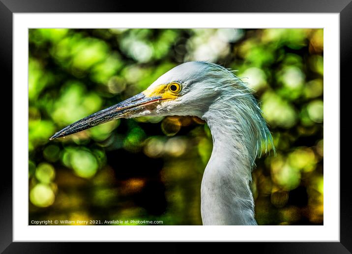 White Snowy Egret Florida Framed Mounted Print by William Perry
