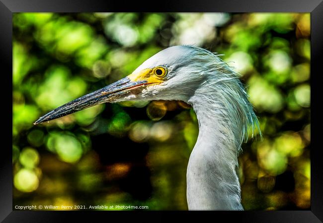 White Snowy Egret Florida Framed Print by William Perry