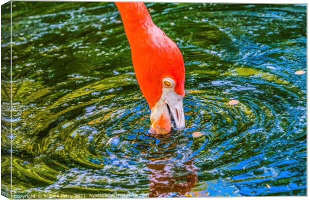 Colorful Orange American Flamingo Reflections Florida Canvas Print by William Perry