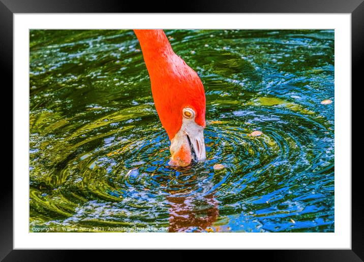 Colorful Orange American Flamingo Reflections Florida Framed Mounted Print by William Perry