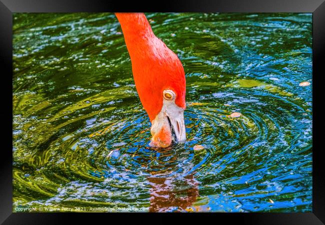 Colorful Orange American Flamingo Reflections Florida Framed Print by William Perry