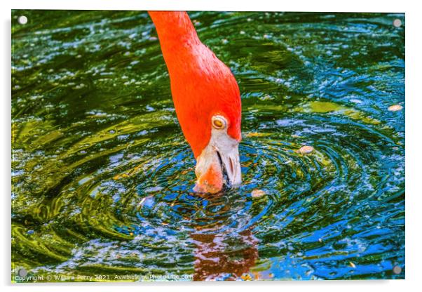 Colorful Orange American Flamingo Reflections Florida Acrylic by William Perry