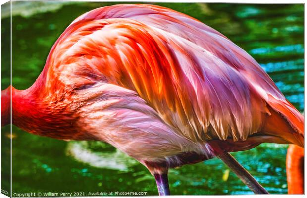 Colorful Orange Pink Feathers American Flamingo Reflections Flor Canvas Print by William Perry