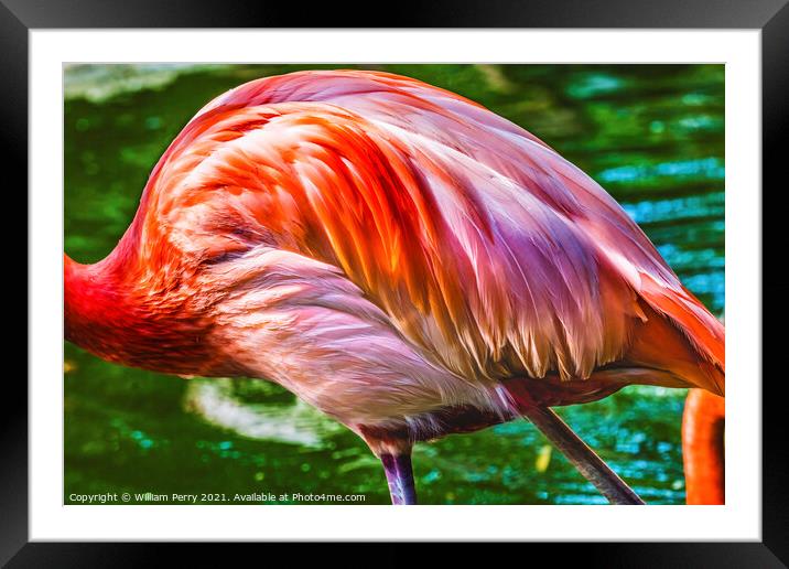 Colorful Orange Pink Feathers American Flamingo Reflections Flor Framed Mounted Print by William Perry