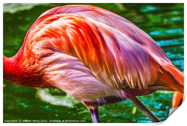 Colorful Orange Pink Feathers American Flamingo Reflections Flor Print by William Perry
