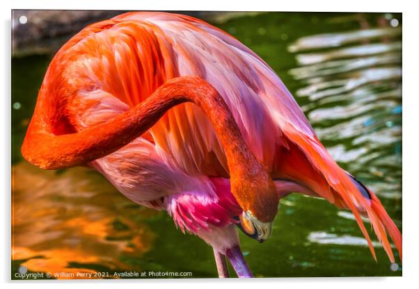 Colorful Orange Pink American Flamingo Reflections Florida Acrylic by William Perry