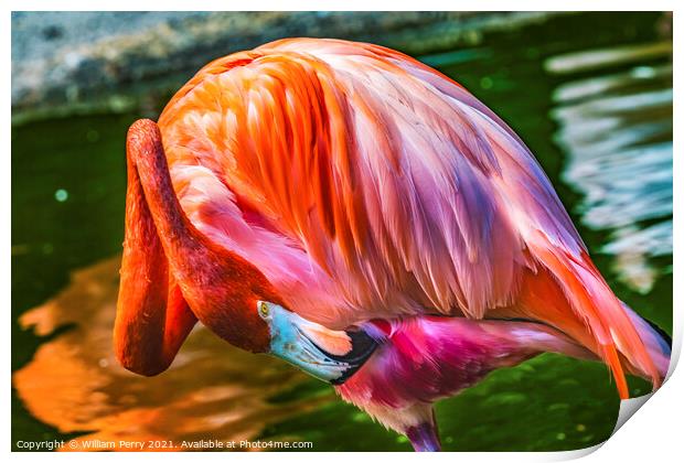Colorful Orange Pink American Flamingo Reflections Florida Print by William Perry