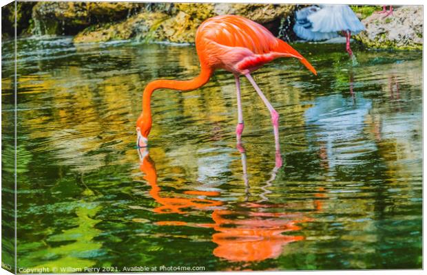 Colorful Orange Pink American Flamingo Reflections Florida Canvas Print by William Perry