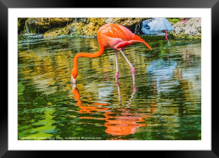 Colorful Orange Pink American Flamingo Reflections Florida Framed Mounted Print by William Perry