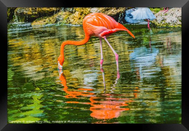 Colorful Orange Pink American Flamingo Reflections Florida Framed Print by William Perry