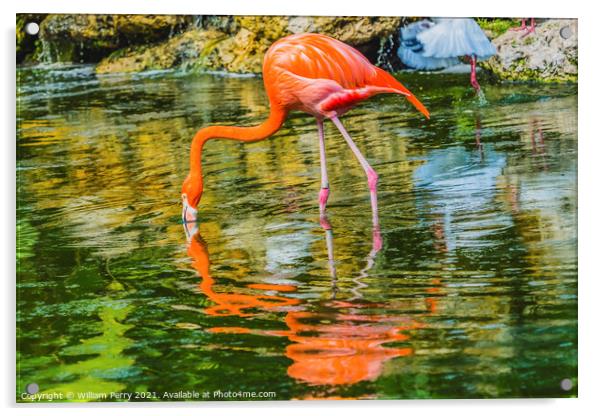 Colorful Orange Pink American Flamingo Reflections Florida Acrylic by William Perry