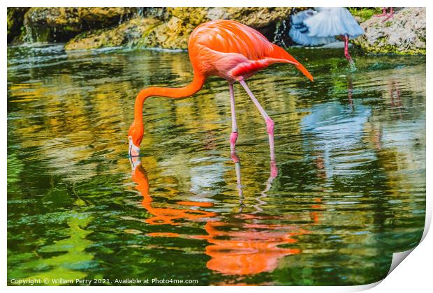 Colorful Orange Pink American Flamingo Reflections Florida Print by William Perry