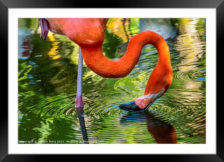 Colorful Orange Pink American Flamingo Reflections Florida Framed Mounted Print by William Perry