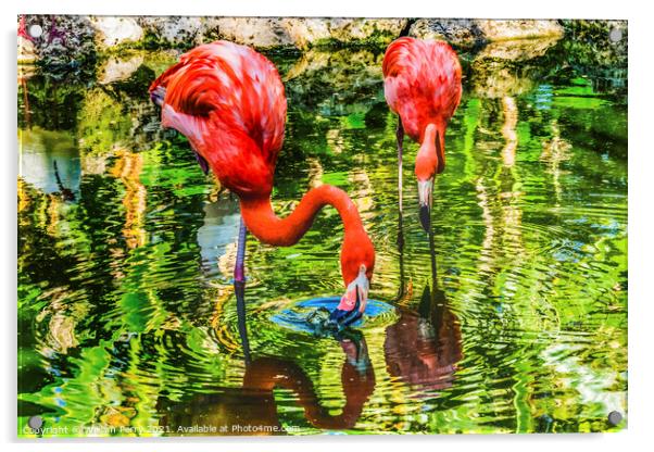 Colorful Orange Pink American Flamingos Reflections Florida Acrylic by William Perry