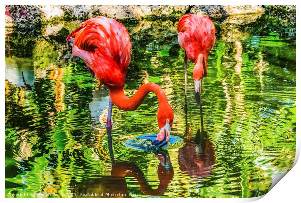 Colorful Orange Pink American Flamingos Reflections Florida Print by William Perry