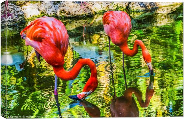 Colorful Orange Pink American Flamingos Reflections Florida Canvas Print by William Perry