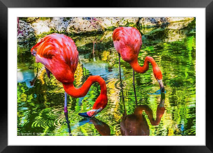 Colorful Orange Pink American Flamingos Reflections Florida Framed Mounted Print by William Perry