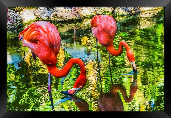 Colorful Orange Pink American Flamingos Reflections Florida Framed Print by William Perry