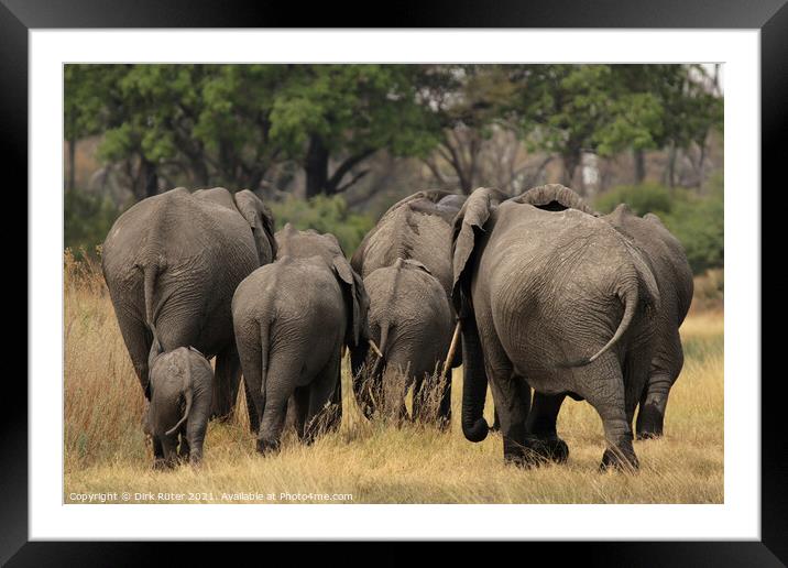 Elephants in the Okavango Delta Framed Mounted Print by Dirk Rüter