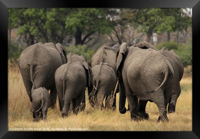 Elephants in the Okavango Delta Framed Print by Dirk Rüter