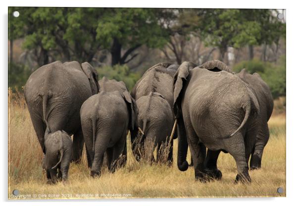 Elephants in the Okavango Delta Acrylic by Dirk Rüter