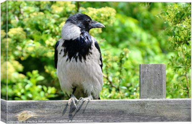 The hooded crow sitting on a wooden fence Canvas Print by Paulina Sator