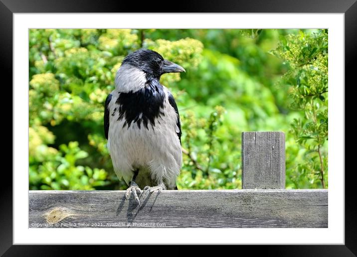 The hooded crow sitting on a wooden fence Framed Mounted Print by Paulina Sator