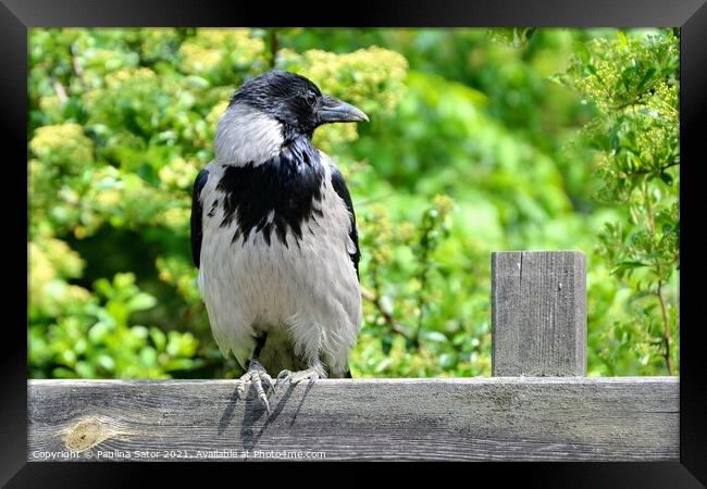 The hooded crow sitting on a wooden fence Framed Print by Paulina Sator