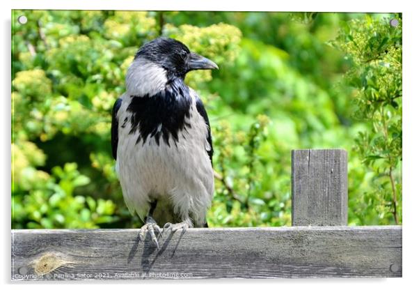 The hooded crow sitting on a wooden fence Acrylic by Paulina Sator