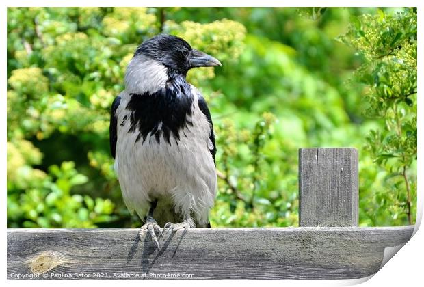 The hooded crow sitting on a wooden fence Print by Paulina Sator