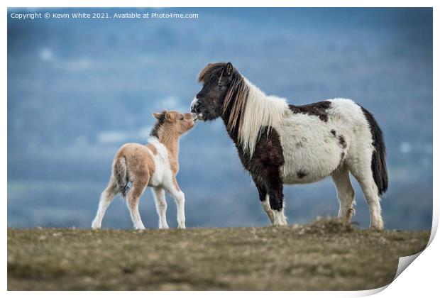 Dartmoor Ponies Print by Kevin White