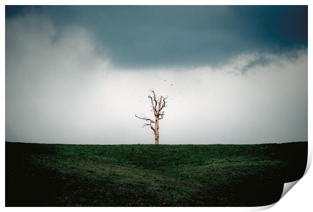Lonely Tree Print by Mark Jones