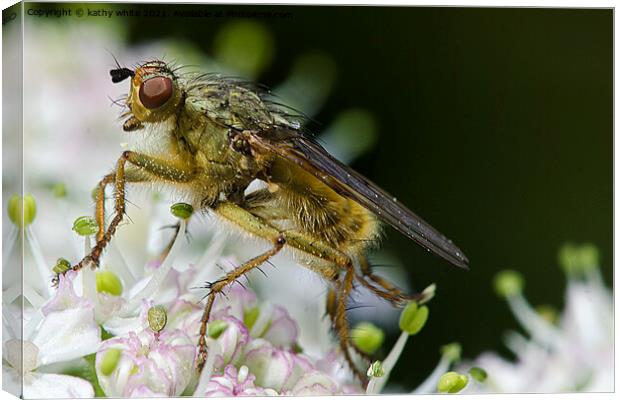 fly on blossom ,close up,Macro photography, Canvas Print by kathy white