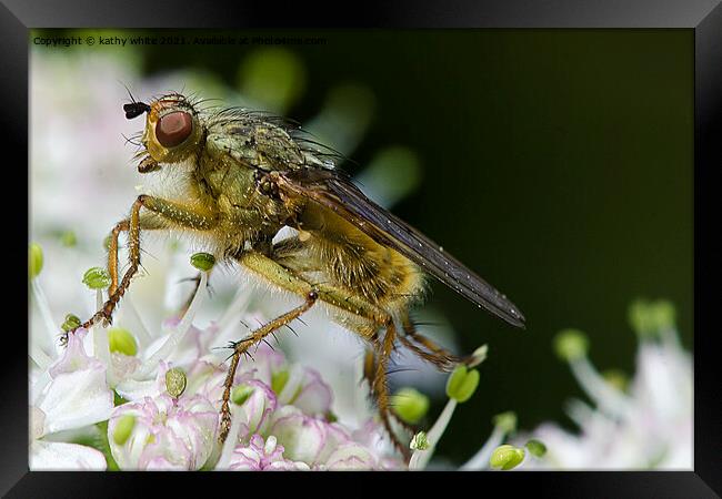 fly on blossom ,close up,Macro photography, Framed Print by kathy white