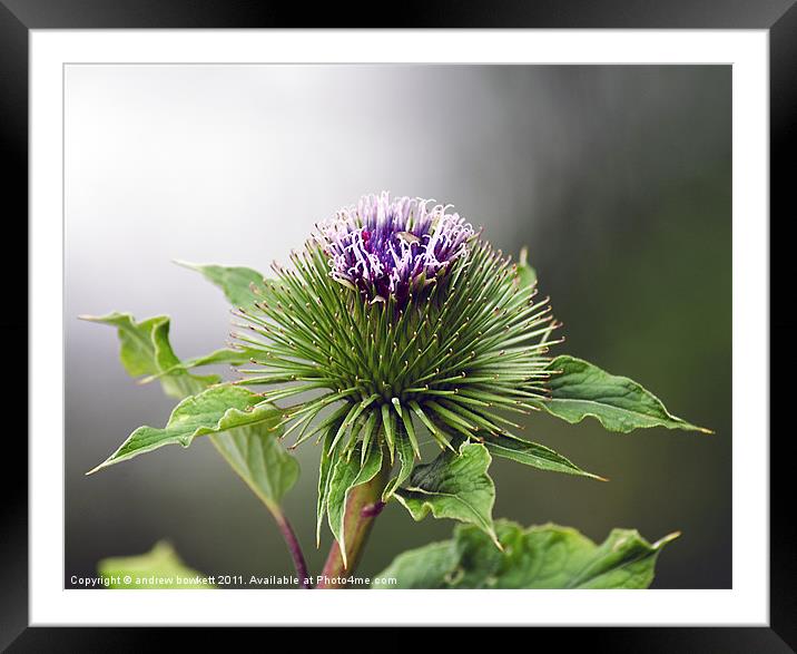 Thistle head Framed Mounted Print by andrew bowkett