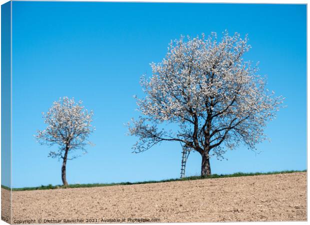 Two Cherry Trees in Full Bloom Canvas Print by Dietmar Rauscher