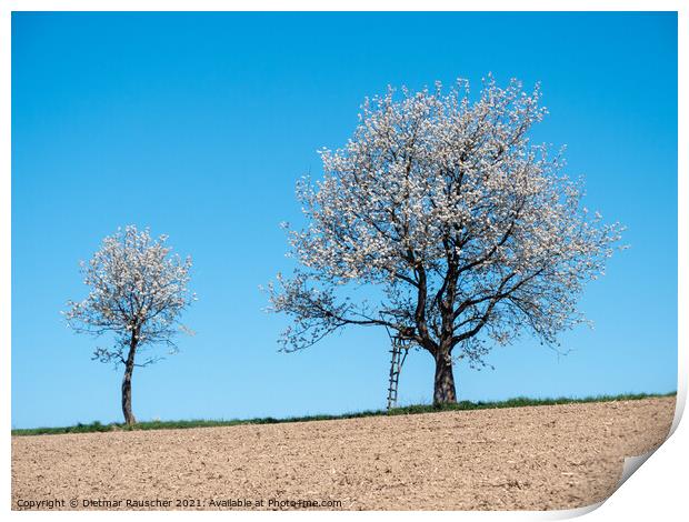 Two Cherry Trees in Full Bloom Print by Dietmar Rauscher