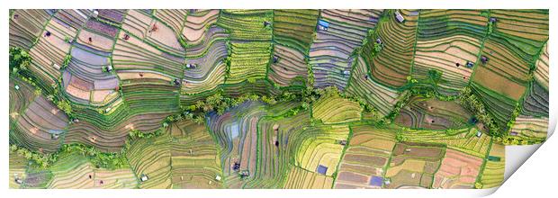 Indonesia bali Rice terraces aerial from above Print by Sonny Ryse